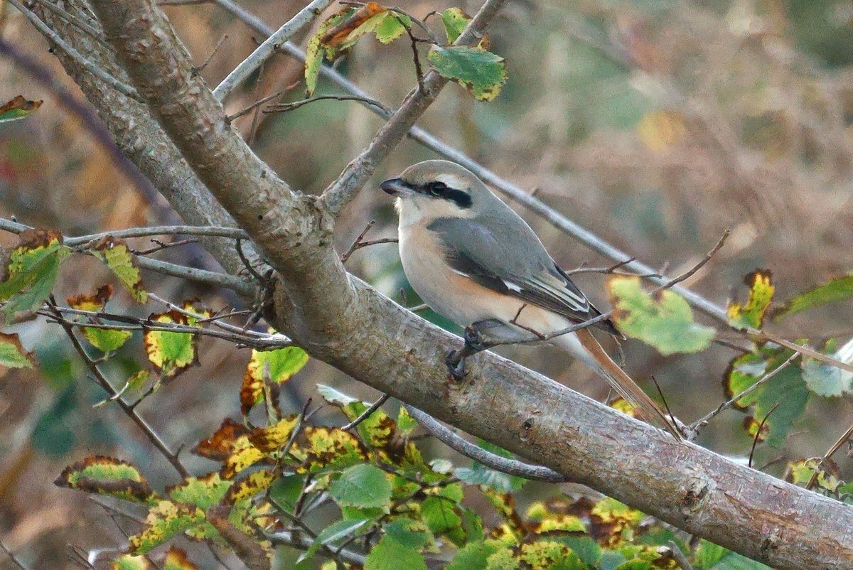Cracking Isabelline Shrike found by Padraig Barron near Ring Marsh Co. Wexford this afternoon 👌