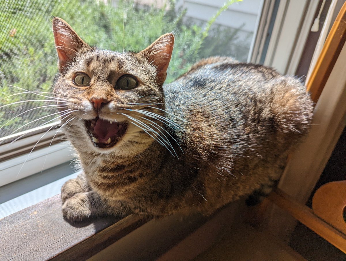 Happy National Cat Day! Today is dedicated to helping shelter cats find loving homes. I adopted a rescue cat five years ago. Gertrude is a wonderful companion today and every day.