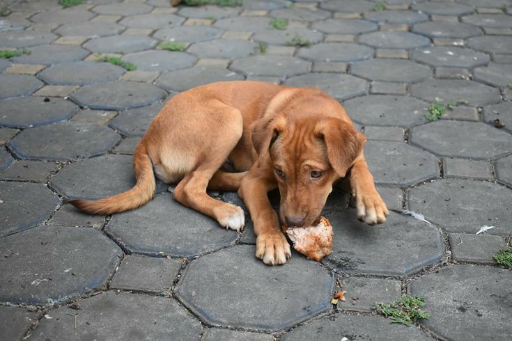 Bir canlının çektiği acıya sırt çevirmek, en büyük vicdansızlıktır.Yaşamak onların da hakkı; çünkü yaşam, tür ayırmaz.❗️❗️
#SokakHayvanlarıSahipsizDeğil 
#YasaklıKatliamıYapma 
#HayvanaŞiddeteHayır