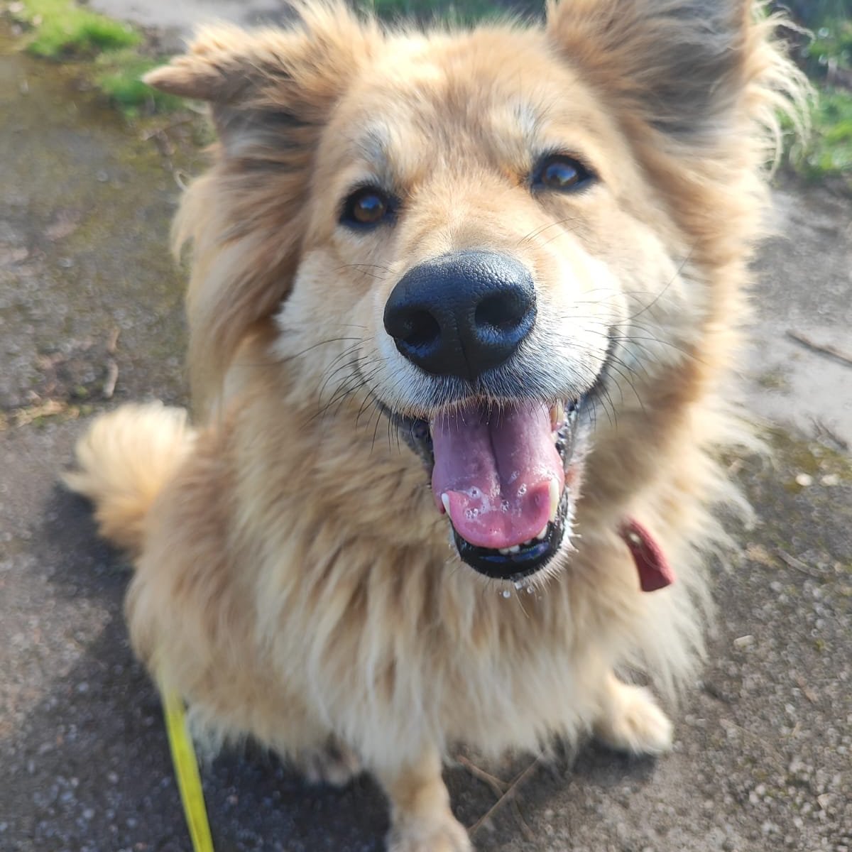 #Asturias
#HARU tiene unos 7 años. Súper cariñosa con las personas. Le encanta estar acompañada. 

Camina muy bien con correa. Le encanta el agua.

Con perros, necesita una buena presentación, ya que se muestra reactiva con algunos. 
Presenta protección de recursos (con su