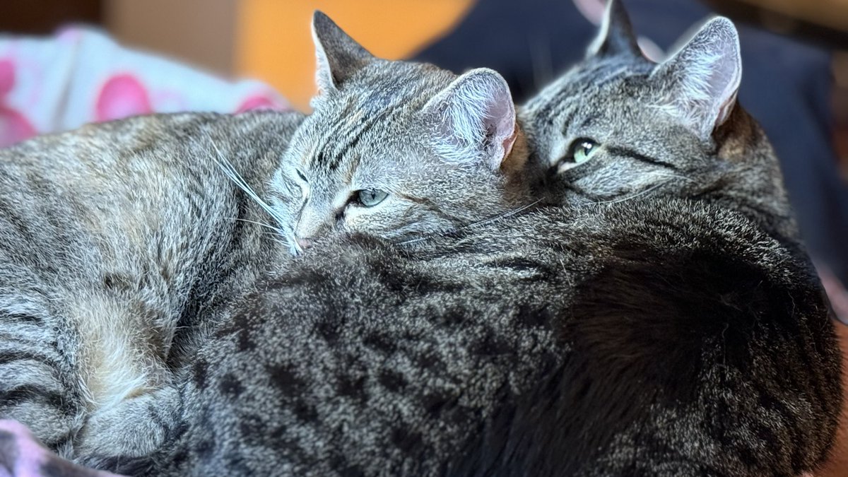 Hazel & Remy tweet media