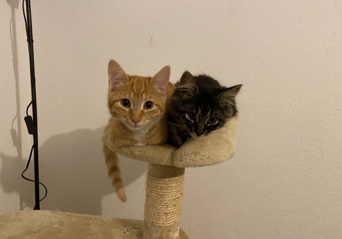 HAPPY NATIONAL CAT DAY MY ANGELS IN HEAVEN🧡🧡🧡🧡🩶🩶🩶🩶🪽🪽🪽🪽