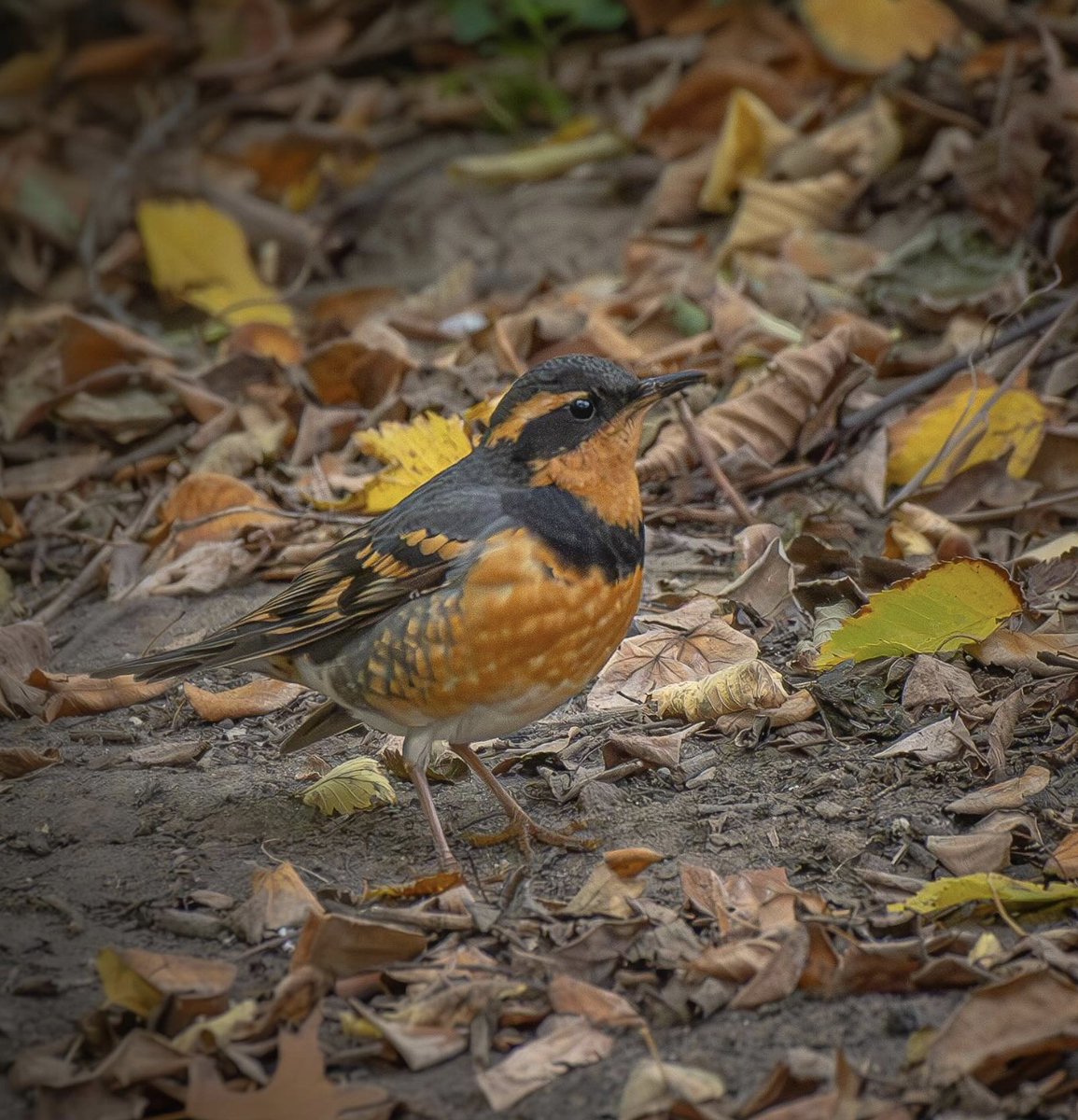 A Halloween-hued Varied Thrush made a rare visit to Brooklyn's