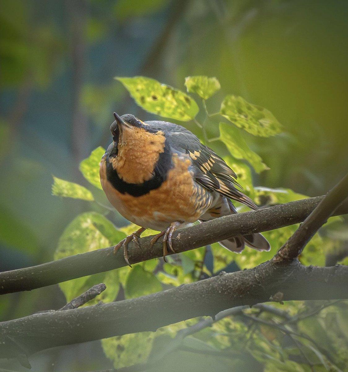 A Halloween-hued Varied Thrush made a rare visit to Brooklyn's