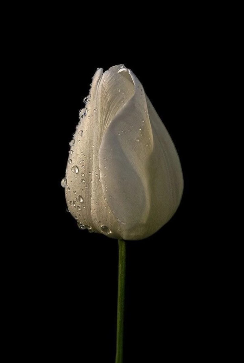 Los fantasmas también quieren flores, pero la gente solo tiene miedo.

🖋️Elvira Sastre
📷web.