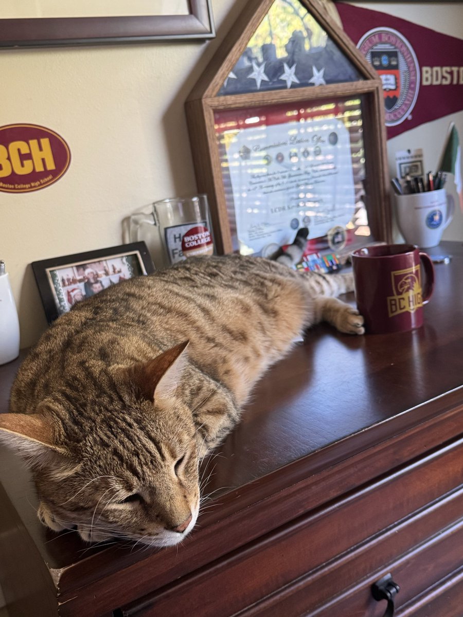 Happy National Cat Day!! <a href="/BostonCollege/">Boston College</a> <a href="/BCLAW/">Boston College Law</a> <a href="/BCHigh/">Boston College High School</a>