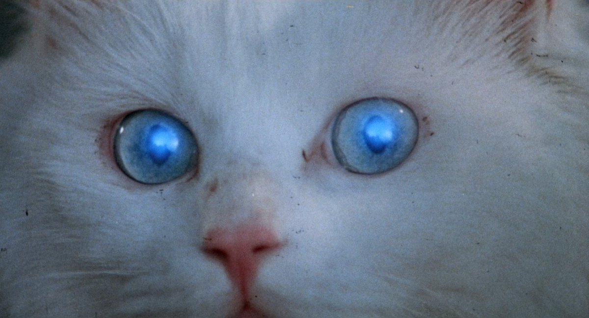 La Ronronthèque tweet media