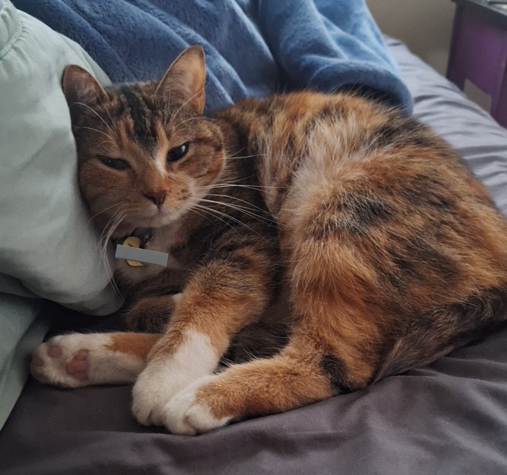 goatedkittycat's tweet image. I come home after 6 hours and she's in the exact same spot I left her in