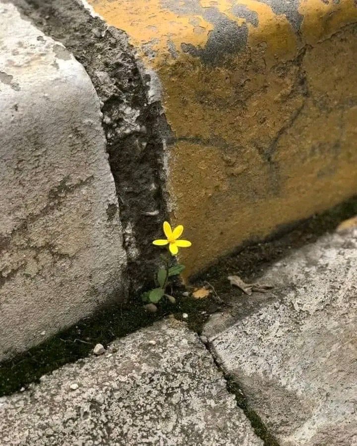 لو أجدبَ الدّهرُ ما جفّت منابعُنــا
ما زال يزهرُ في أعماقِنـا الأمــلُ..!💛🌾