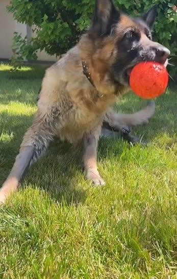 Yelich's tweet photo. A beautiful day always begins with a happy mood #Dog #BorderCollie https://t.co/VWHrhLARqA