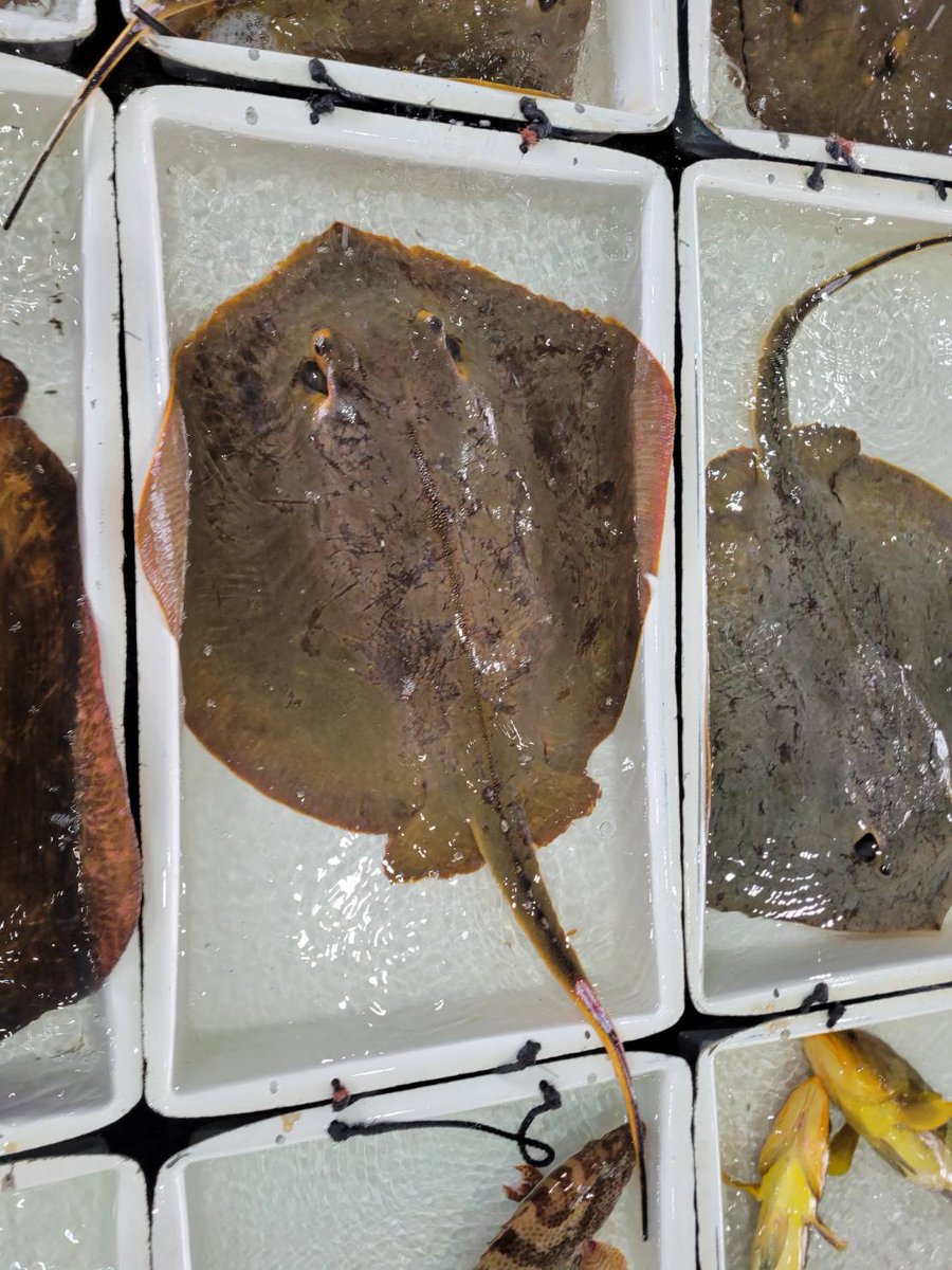 へんな魚おじさん (@_Sakana_Ojisan) / Posts / X