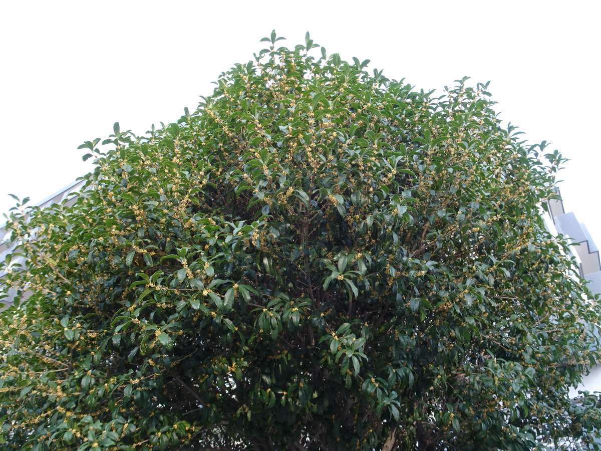 きんもくせいページ 2025秋の限定色！キンモクセイ【JOGGO】 | オーダーメイド革製品