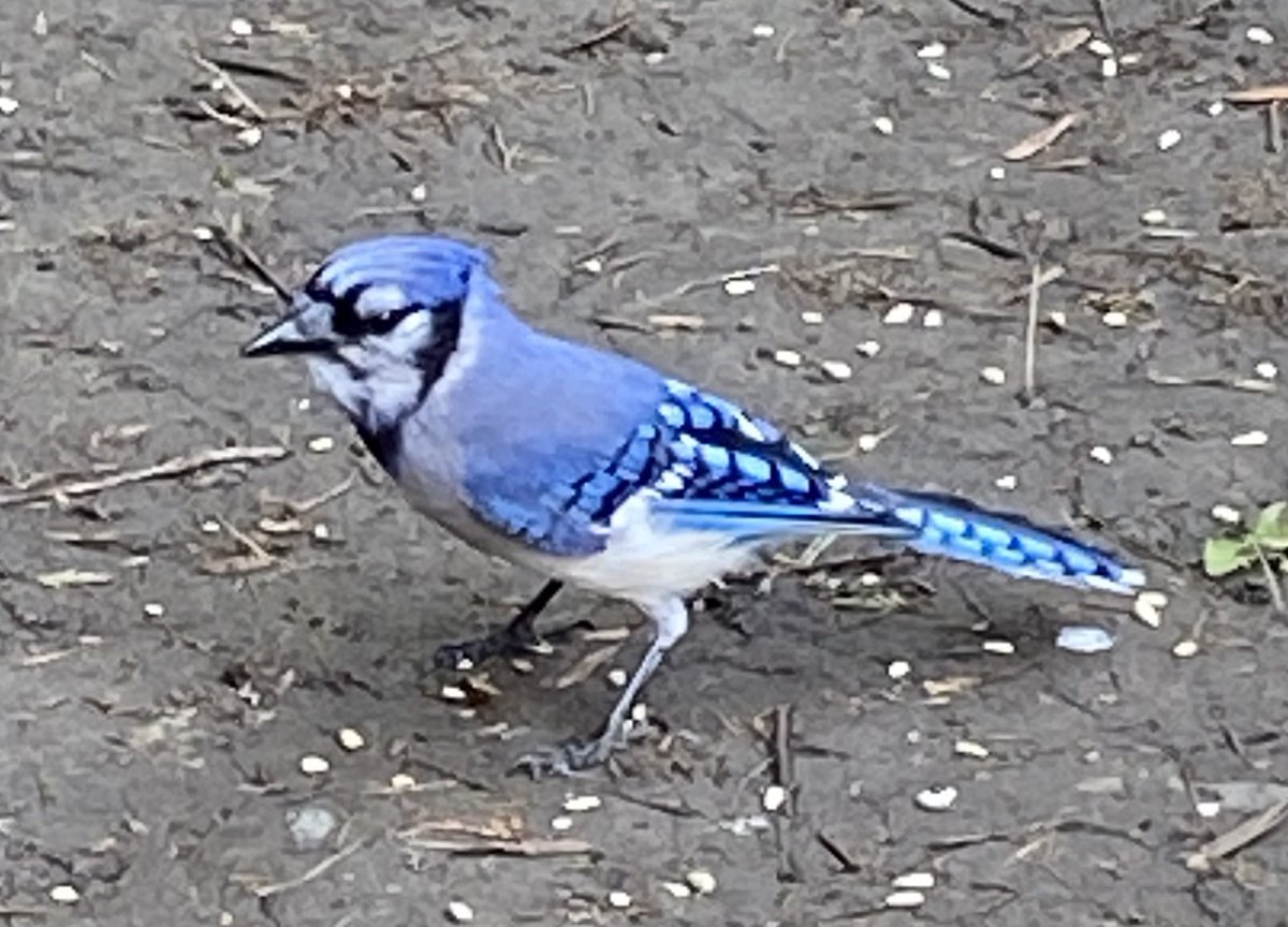 Lu Korte (@homewithlu) on Twitter photo 