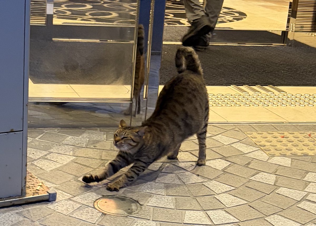 プカプカ猫　in　sky 銀鉤舎🐈‍⬛黒猫イカ耳カギ尻尾 on X