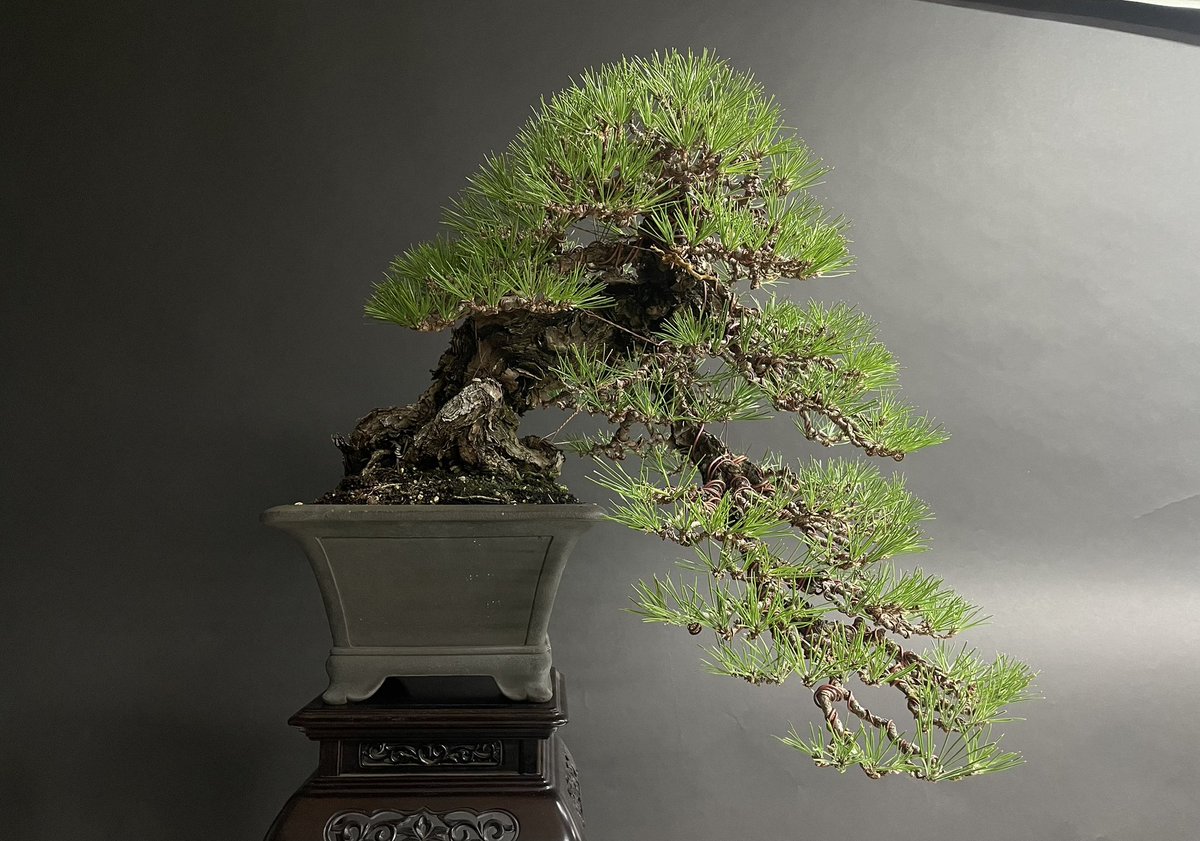 before after

#黒松 #blackpine #盆栽 #bonsai #高松盆栽 #takamatsubonsai #盆栽の匠 #bonsai_takumi #art