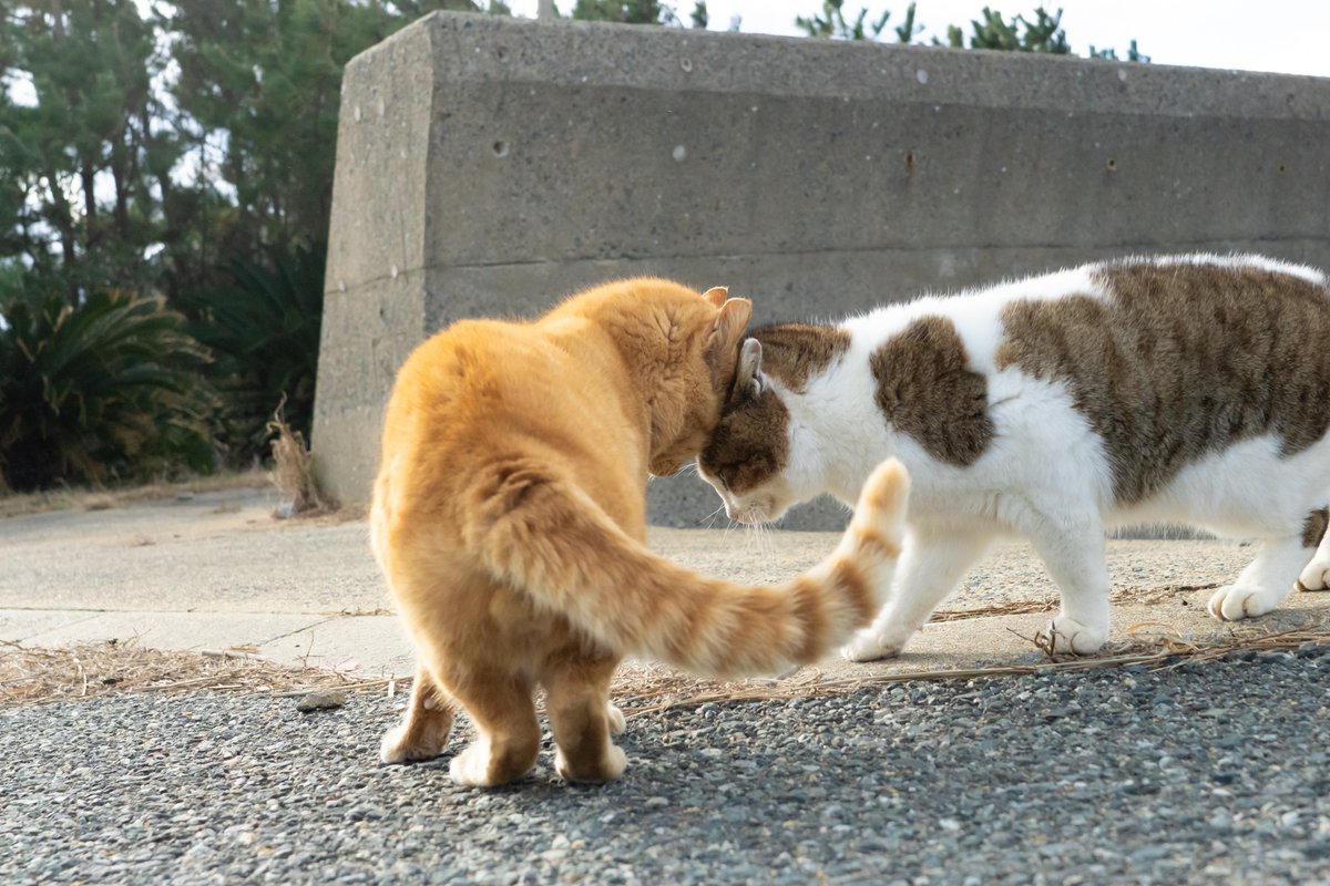 ねこ Parts# A1674210601 1674210601 Front brake discs 1pc/pack HUUUGE-PA