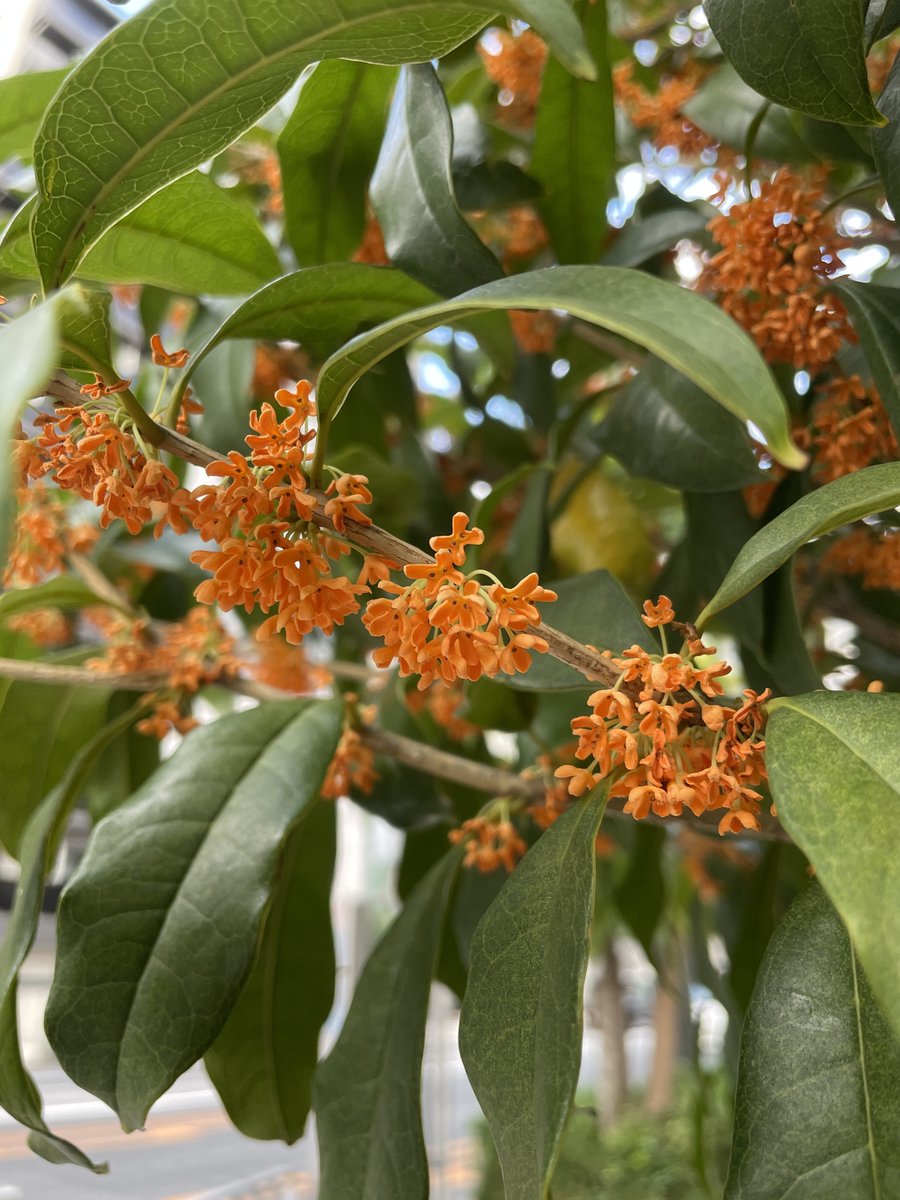 おはようございます。
トランセンドジャパン始まりました。

本日もよろしくお願いします。
今朝は東京都心で今季初めて10℃を下回り、
今シーズン最低気温を更新したようですね。

日中は一転して気温が上昇する予想です。
すでに天気がいいですよね！☀

朝晩と日中の寒暖差が大きくなりますので、