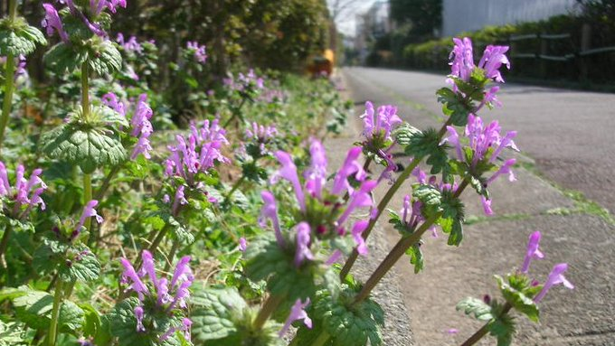 kamisama_kotoba's tweet image. When life feels hard, in fact much happiness is surrounding us.

辛いと思うとき、実はたくさんの幸せに囲まれています。
#blessings #祝福