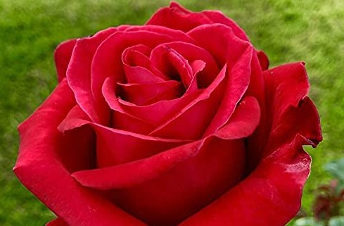 <a href="/BlindCatRescue/">Blind Cat Rescue</a> ♥️🌹OUUUTSTANDING🐱🍁OCTOBER !!!!!!🌹🌹YAAAAY IT'S REALLLLY THAT TIME♥️😸 🗓️🌹AGAIN !!!🌹🥳FOR THE🌹BCR🌹RAFFLE🏆🥳2025🥳🌹ALLL THOSE PAWE🐾SOME🌹♥️🎁🐈♥️ 🎁🐈‍⬛PRIZES🌹&amp; THE BIGGGEST !!!♥️🎁BONUS SWEET🍭🐈‍⬛♥️🍭🐈TREAT OF ALLL🥁?🌹100% OF THE PROCEEDS😸♥️🪙GO TO🌹THE KITTIES🐈♥️🐈‍⬛👏