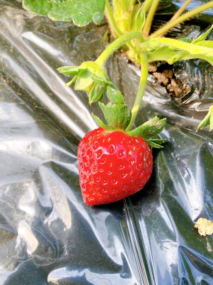 たろ🐾10/19東4ウ16a on X