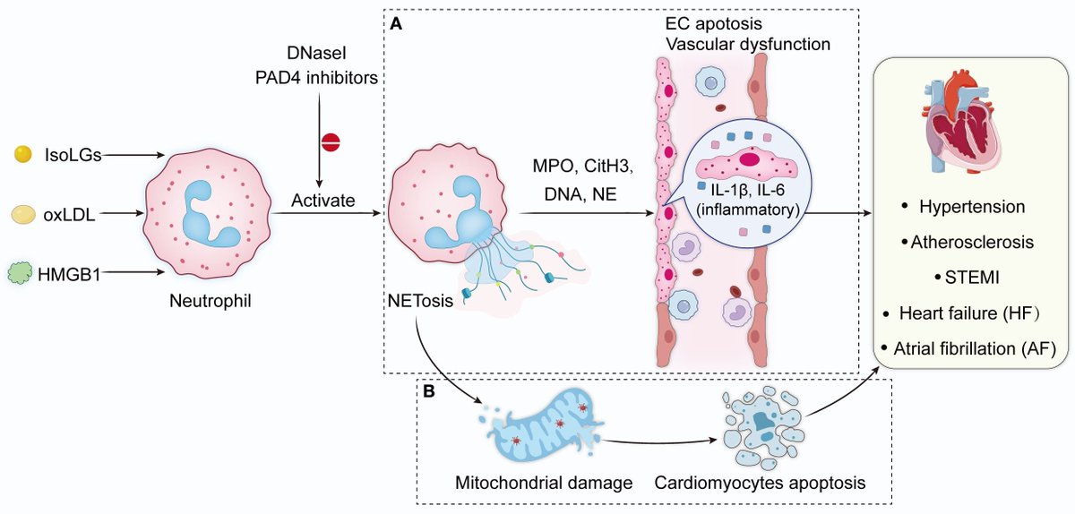 Neutrophil extracellular traps as therapeutics target in vascular aging

"NETs are vital for pathogen defense, but their excessive activation leads to inflammation and vascular pathologies, promoting endothelial dysfunction, inflammatory aging, and vascular remodeling in diseases