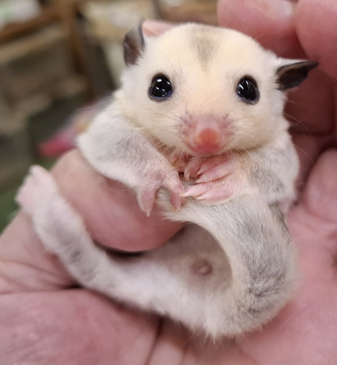 torazoukun99's tweet image. おはようございます☀️
本日のベビー🍼
トゥループラチナ・ホワイトフェイス
パイド&amp;amp;ストロベリノ系→女の子
#roundface