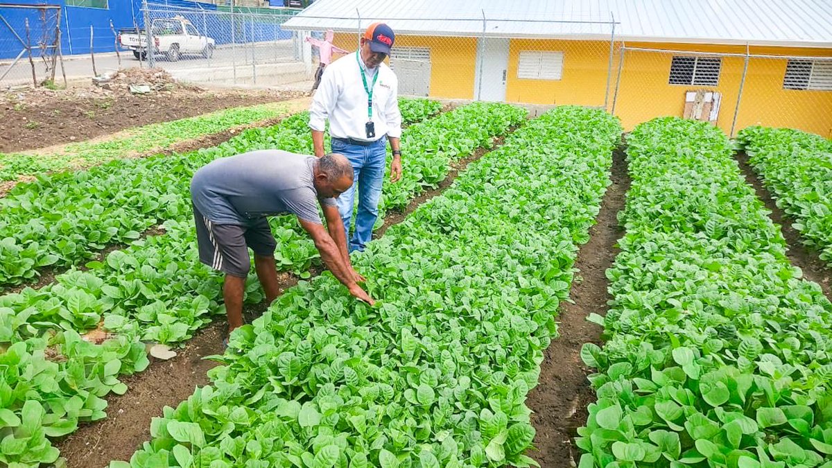 IntabacoGob's tweet photo. Apoyando a productores de tabaco en 15 provincias del país
El equipo del #INTABACO continúa las labores de capacitación, asistencia técnica, arado de tierras, entrega de plántulas, de semillas, fumigación y ventas de madera a bajo costo para la construcción de casas de curado, beneficiando a miles de productores en 16 provincias de República Dominicana.
Asimismo hemos realizado múltiples inspecciones de semilleros, seguimiento a los canteros y arado de tierras en las zonas de Sabaneta, Rancho Viejo, La Vega, La Isabela y Villa Vásquez.
El arado es realizado con el respaldo de equipos de @agriculturard.
En RD existen 29 zonas tabacaleras distribuidas en 15 provincias.
#INTABACO #TabacoDominicano #CosechandoTradición #Agricultura #Productores #AsistenciaTécnica #LaVega #VillaVásquez #Isabela #Semilleros
