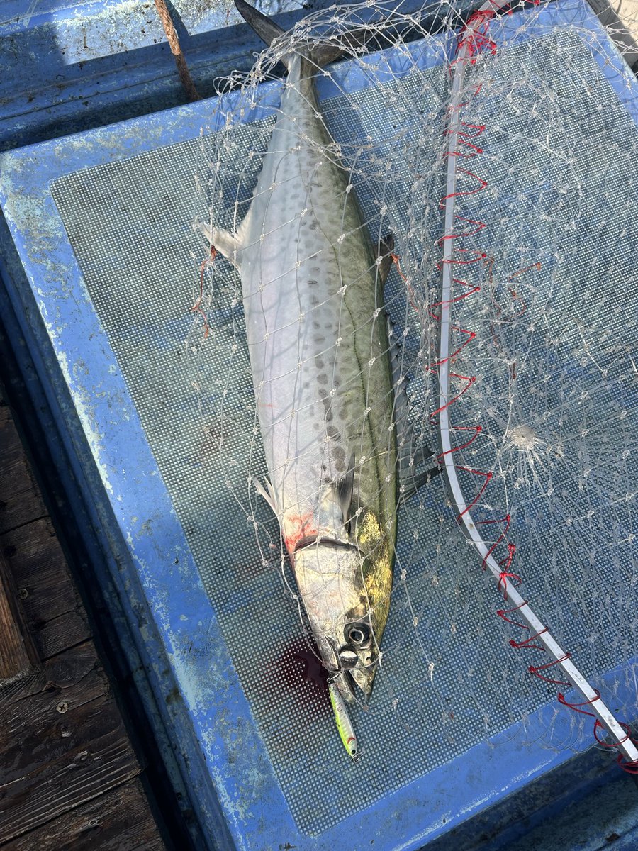 初めてブレードでサワラ釣れました🎣