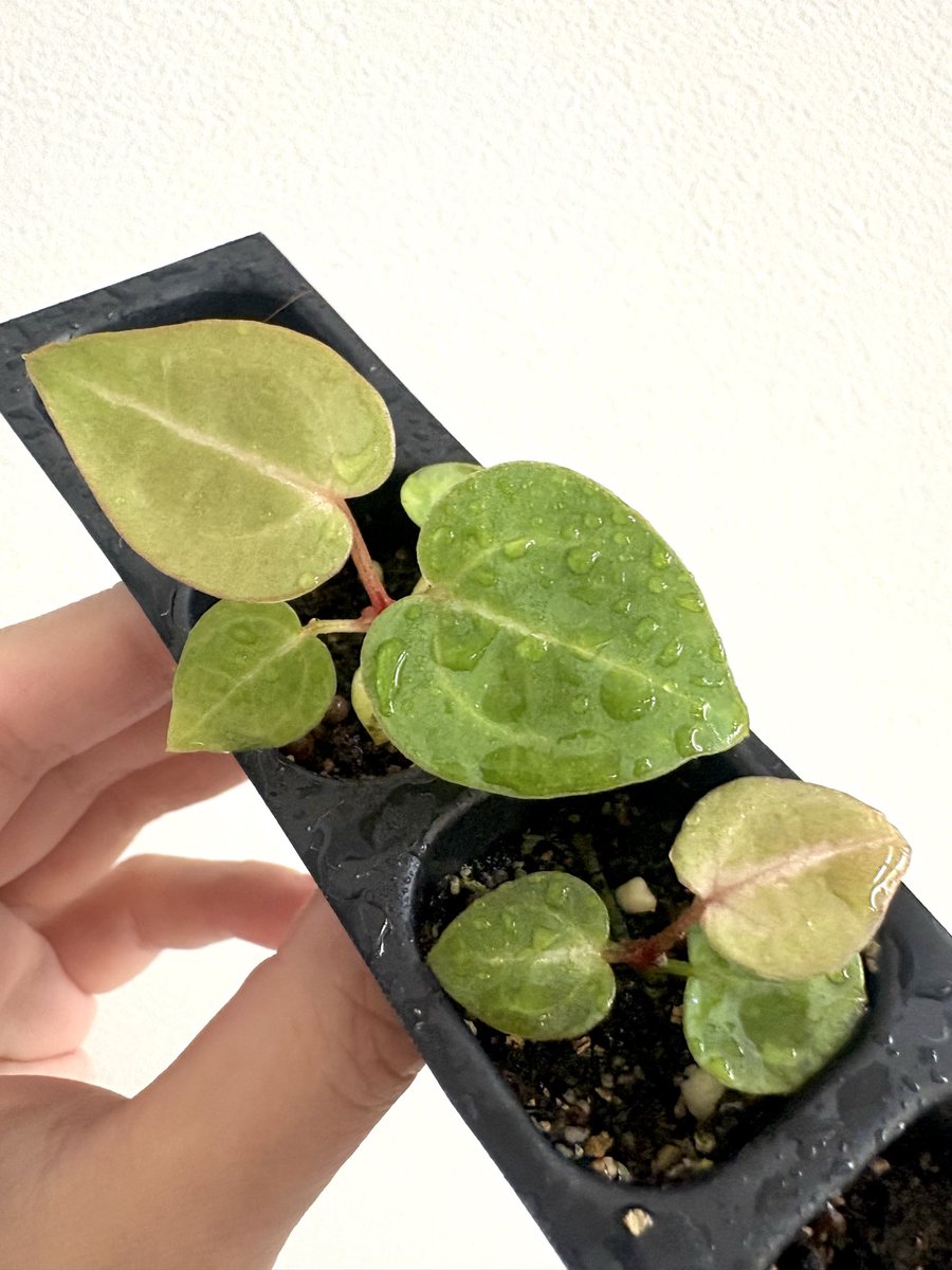 saki0322's tweet image. 他のナンバーと全然違うチビチビアンスの  #HP5
赤さの質も葉脈も違う超可愛いやつ🥰
 
#ホリスリウム  
#アンスリウム