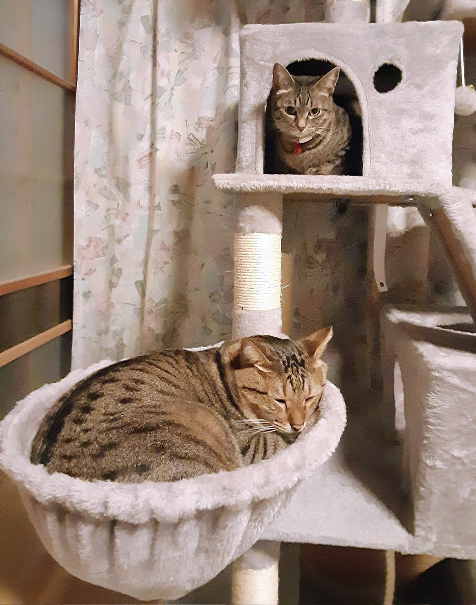 クマ蔵 Zoff│takashi kumagai（ZY252G05-14E1）｜メガネのZoff