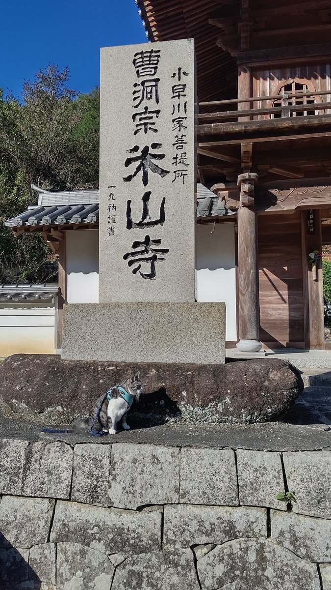 beisanji's tweet photo. 朝晩の冷え込みが厳しく、雄猫達😾😺も喧嘩をやめてくっついて暖を取るようになりましたが、陽が昇ると雲一つない青空が広がっています。
スポーツや旅行に良いシーズンとなりましたが、心地よい日々は瞬く間に過ぎ去りそうです。 https://t.co/DH2nc9aAWb