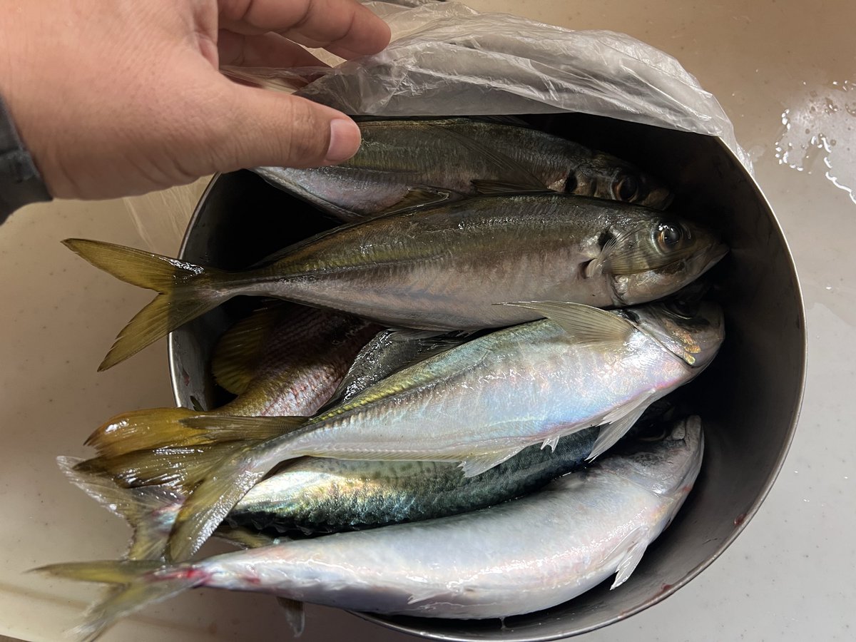 もーちゃん 田舎の者mo-chan on X