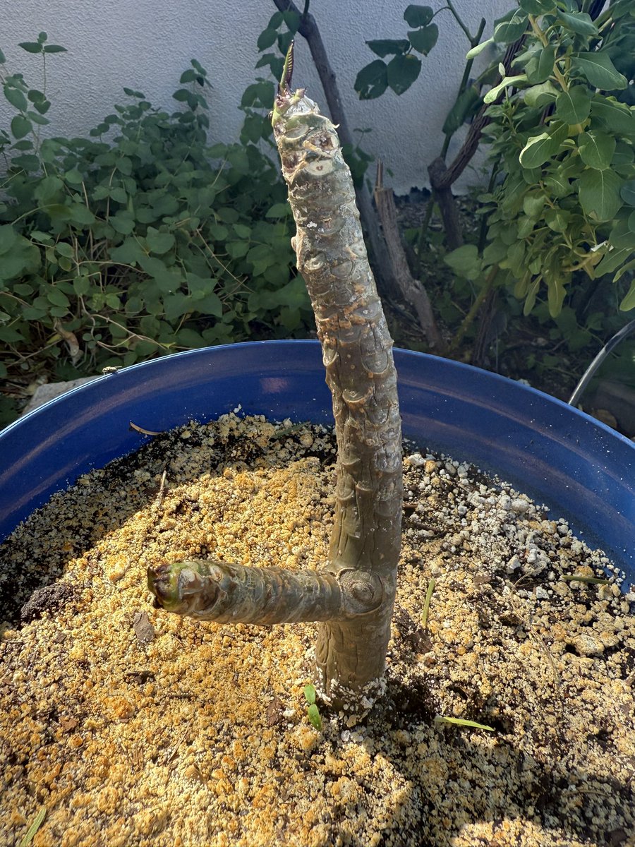 The plumeria cutting I brought back from Maui (legally) was dipped in rooting hormone and lovingly tended. Sure enough, new life is emerging. How I will keep this alive through hard frosts and 100+° temps in the summer- I have yet to figure out.