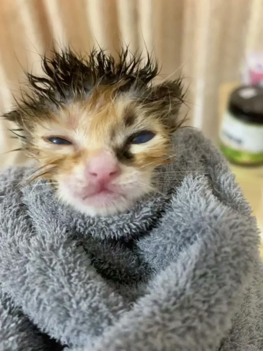 Catsillyness's tweet image. Bath time