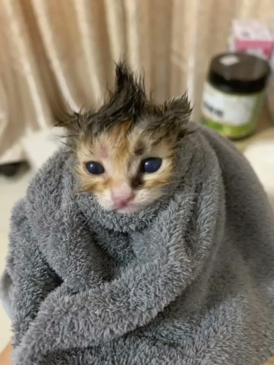 Catsillyness's tweet image. Bath time