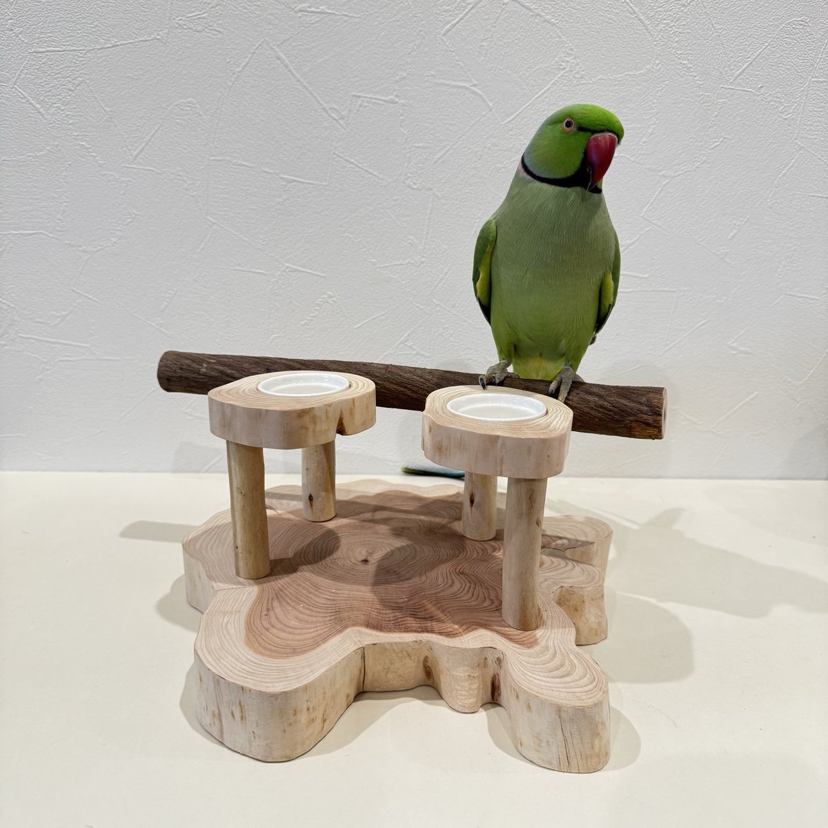 ひよこ豆@鳥豆堂【バードアスレチック・カクタスパーチ