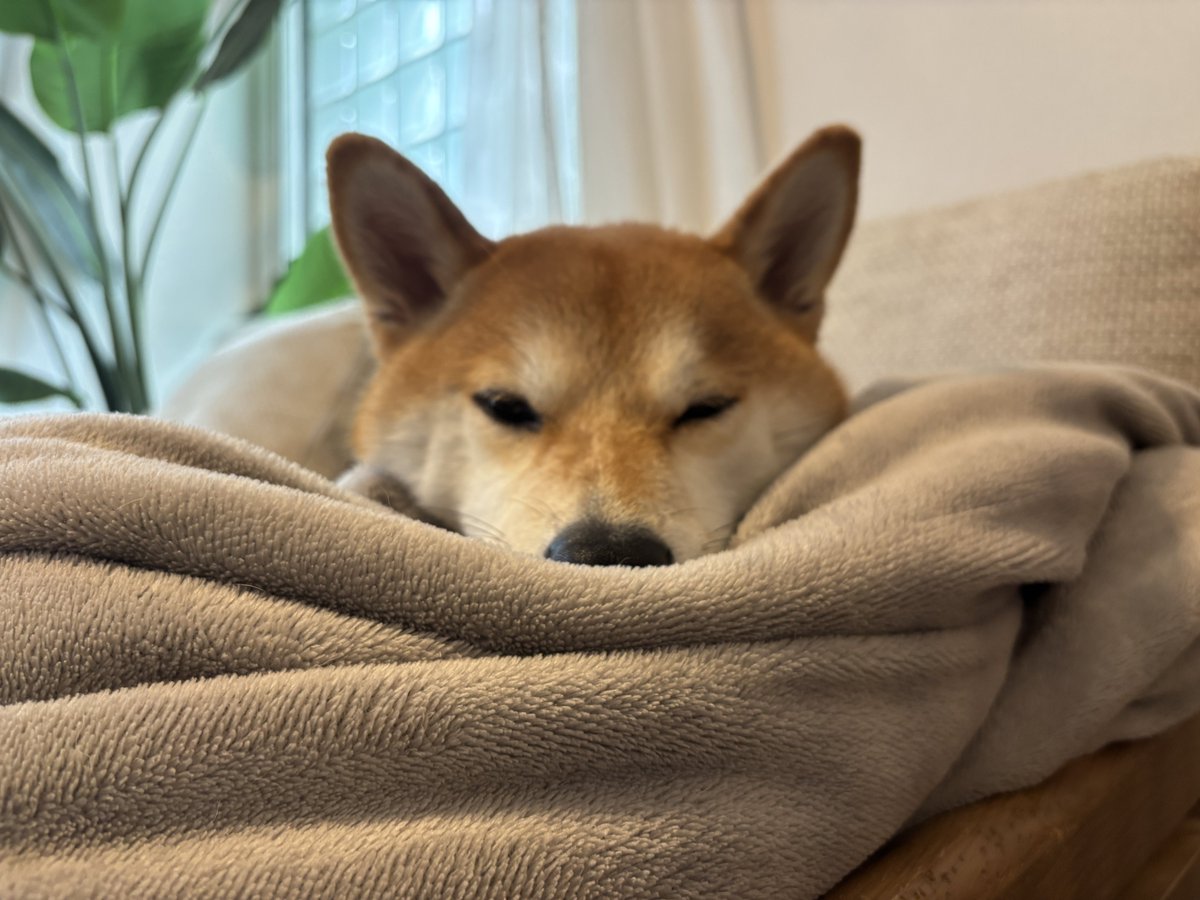 もなかまるページです。 Amazon | サンスター文具 コーナーカッター かどまるん ブルー