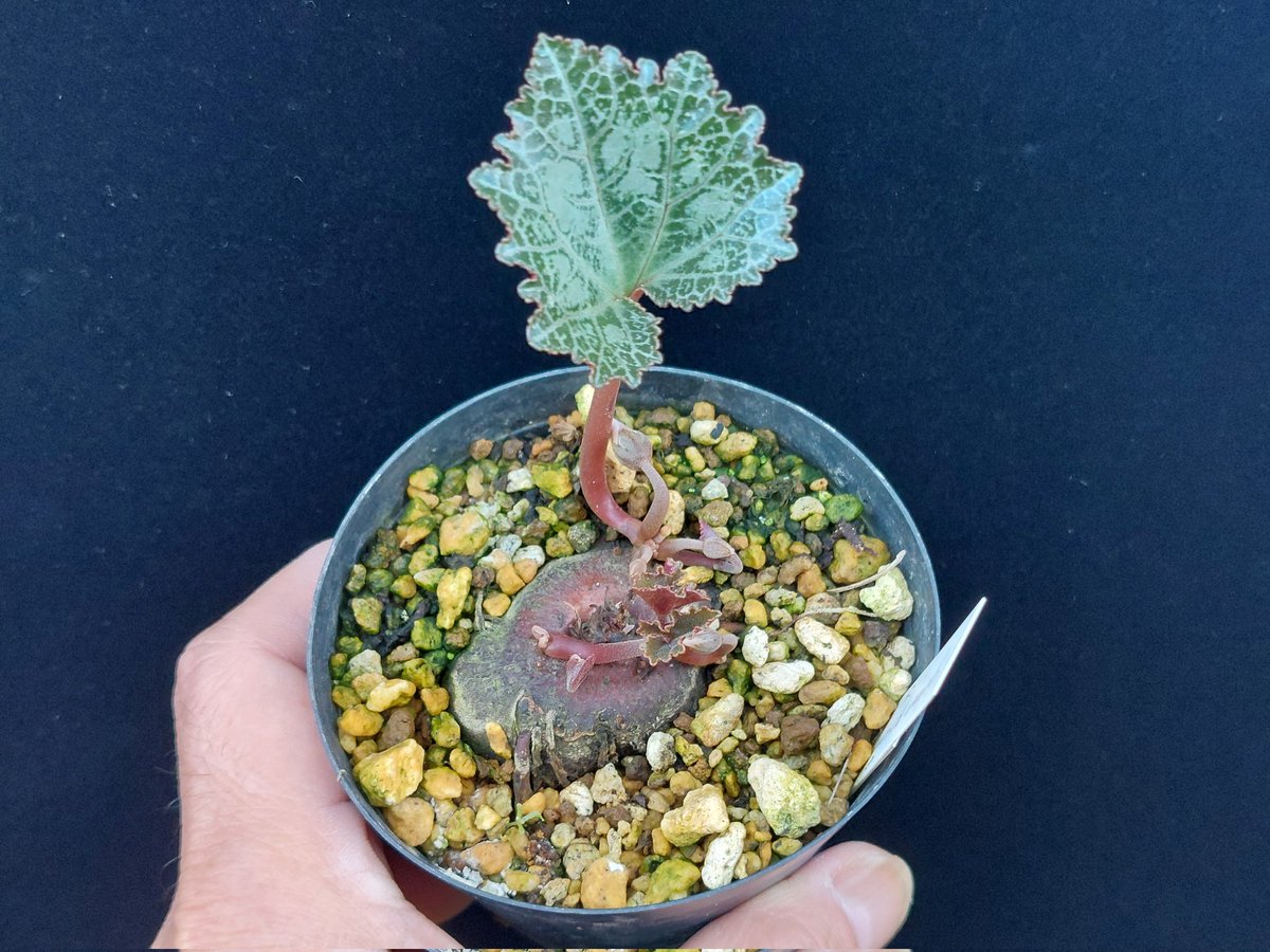 とし＠置くとこない on X