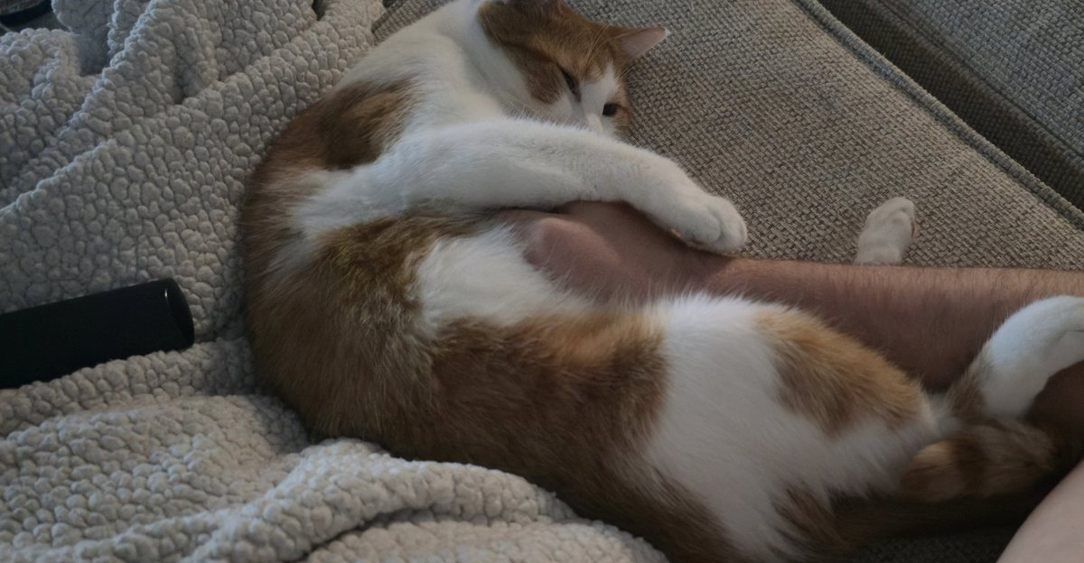 DarthBob5's tweet photo. Anyone else got a freak cat that loves tummy rubs https://t.co/0m3V8GimvN