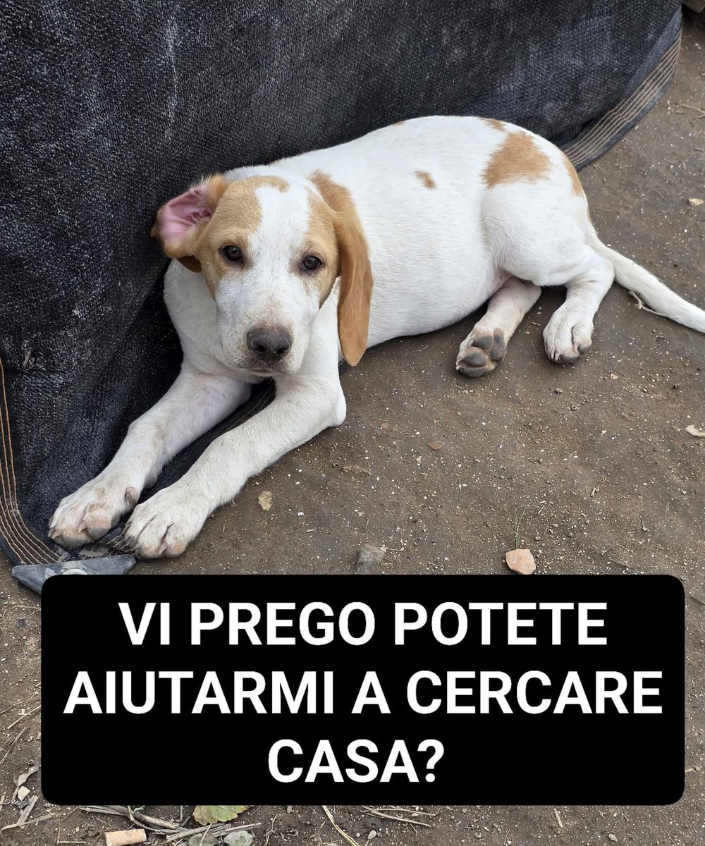 zampa_qua's tweet photo. https://t.co/7RjXl1G2G4 URGENTISSIMO 🆘️🆘️🆘️🆘️🆘️ https://t.co/2QP3qR0WnI