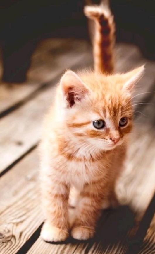 來夢ページ 來夢(らいむ)エイチ展最終日います!! (@9116Dream) / Posts / X