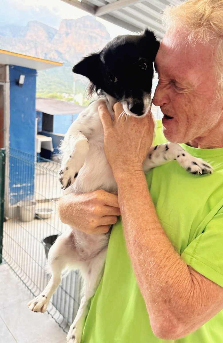 En la prote con el cambio de tiempo han empezado las toses, la dichosa tos de las perreras, un nombre feo pero es una realidad.
Kora está por ahora bien y al ser tan pequeña miedo nos da que empiece.
Ojalá encontrar adopciones y que los perros se libren del frío y la lluvia