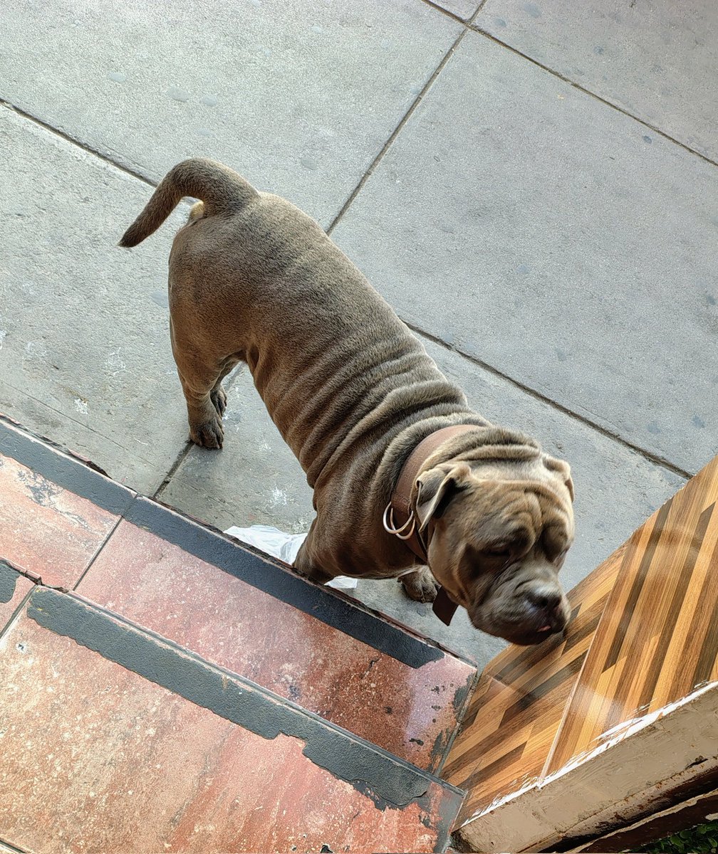 SoyLibertadorvz's tweet photo. Que raza es? #perro #DogLovers #Dog #Hoy #miperro #canino #deraza https://t.co/hkmGk5RI4u