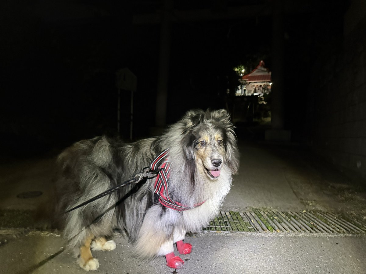 湘南の桃(シェルティの召使い) on X