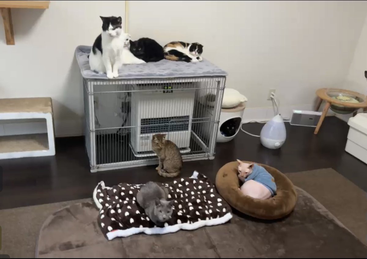 とこらページ シコラズ・ケイジ on X