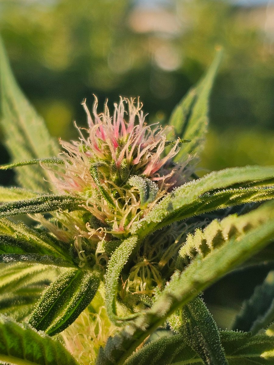 Pecos Valley Production - Dispensary & Wholesale tweet media