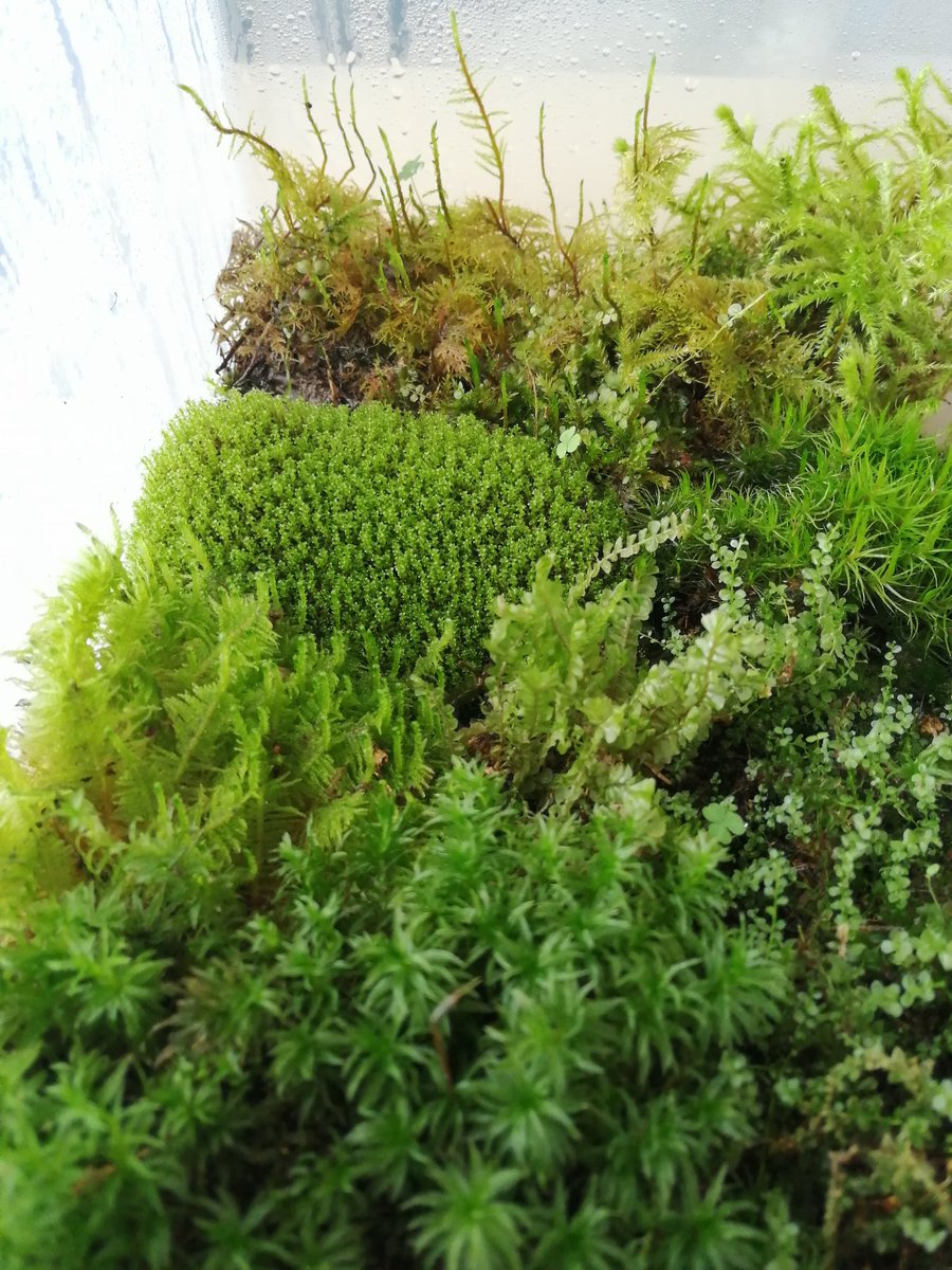 нейродурак tweet media