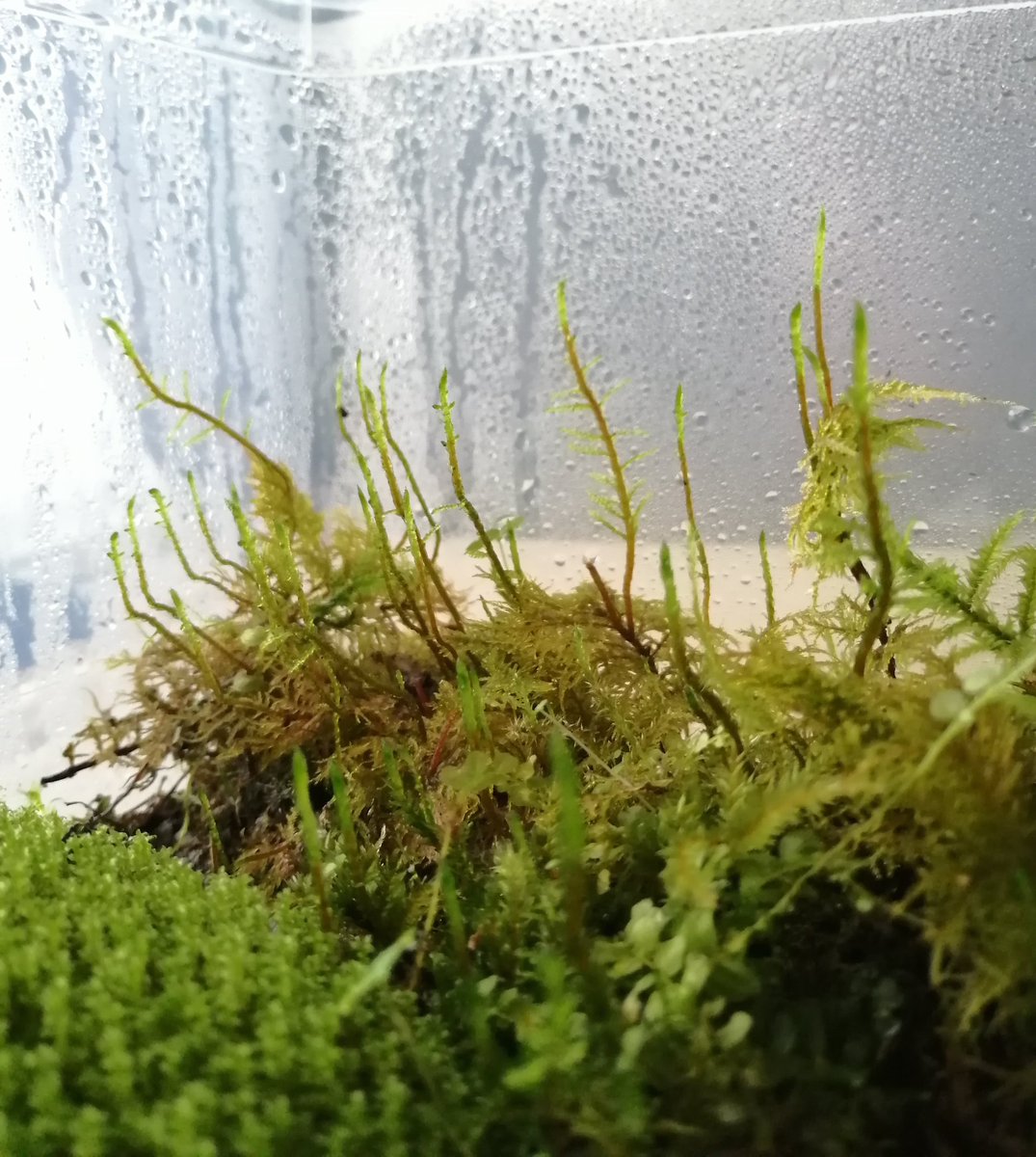 нейродурак tweet media