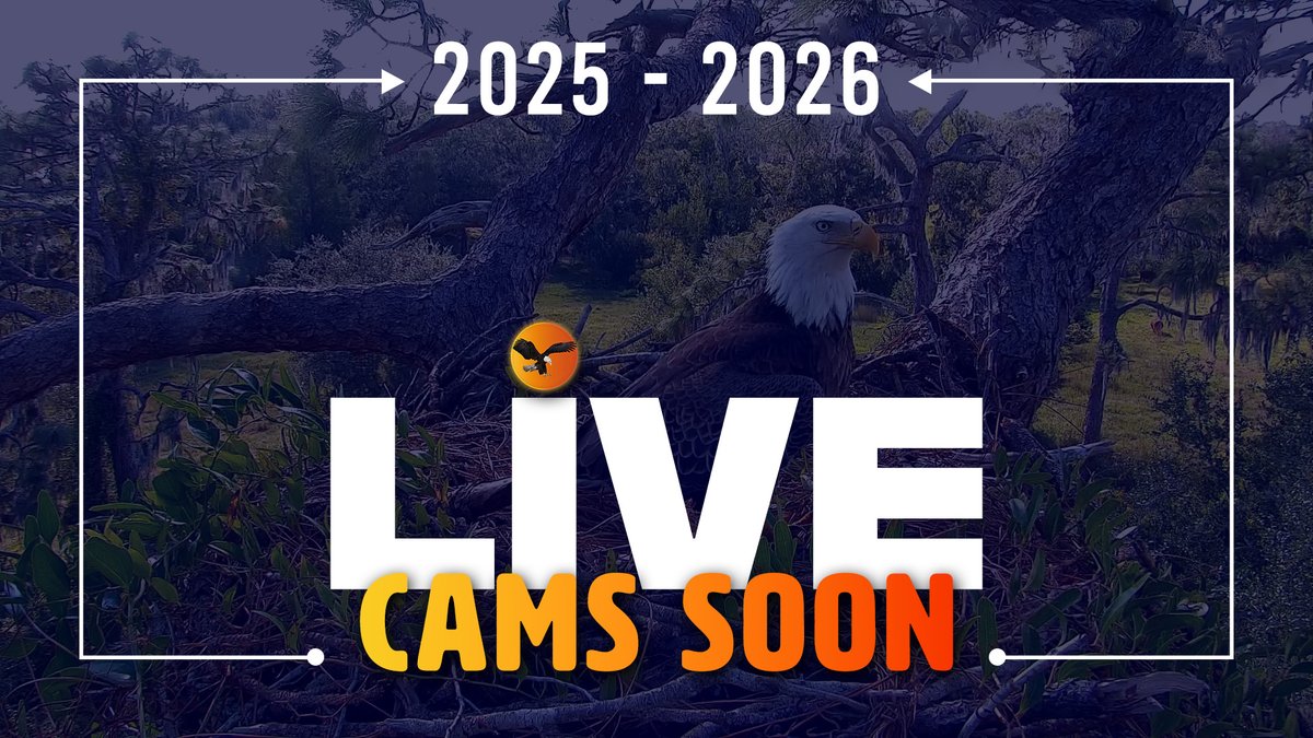 Eagle Country (@eaglecountrycam) on Twitter photo 