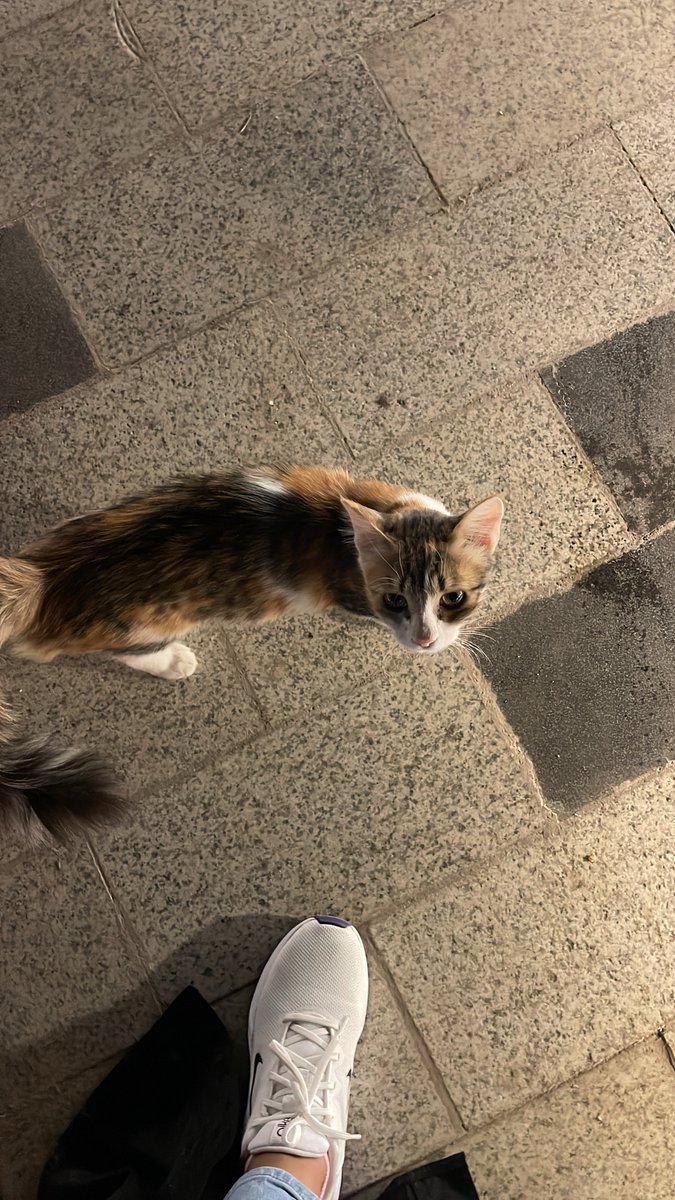 sh_4568's tweet photo. 🐈🍱💛💛 https://t.co/rqoEiY2sIK